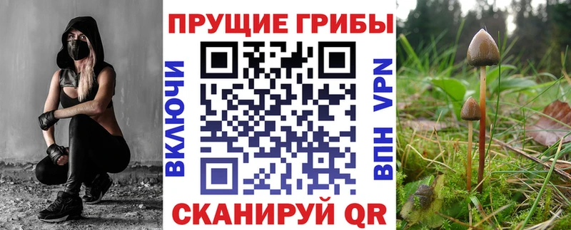 сколько стоит  Далматово  кракен ТОР  Псилоцибиновые грибы Psilocybine cubensis 